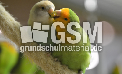 Unzertrennliche (4).jpg